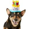 Frisco Birthday Cake Dog & Cat Hat 1 Frisco Birthday Cake Dog & Cat Hat -Frisco 139518 MAIN. AC SS1800 V1540401491