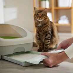 Frisco Cat Litter Pads, Unscented 14 Frisco Cat Litter Pads, Unscented -Frisco 149816 PT5. AC SS1800 V1675279991