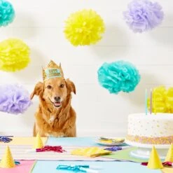 Frisco Happy Birthday Dog & Cat Crown 13 Frisco Happy Birthday Dog & Cat Crown -Frisco 153665 PT5. AC SS1800 V1551231039