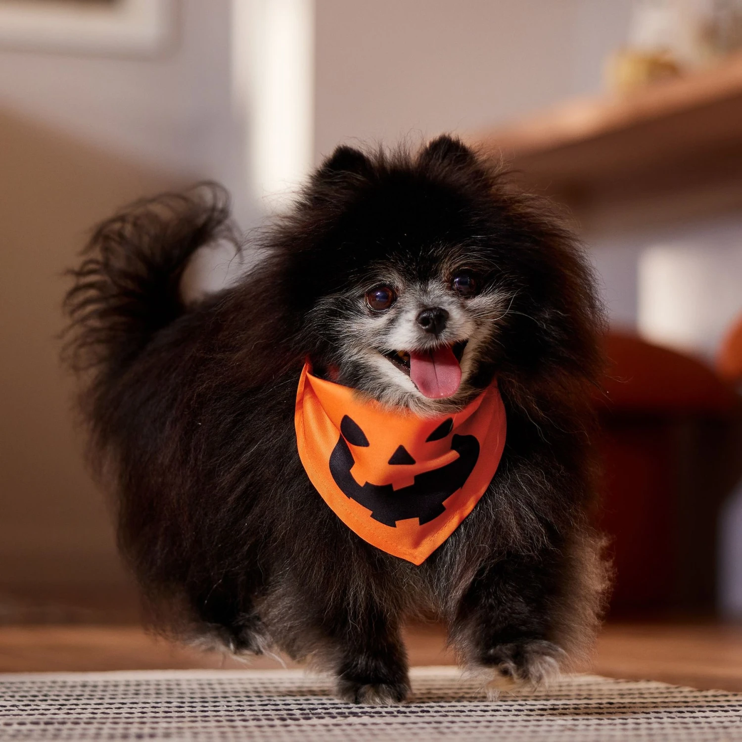 Frisco Jack O' Lantern Pumpkin Dog & Cat Bandana 7 Frisco Jack O' Lantern Pumpkin Dog & Cat Bandana - Image 5