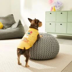 Frisco Llama-zing Birthday Dog & Cat T-Shirt 11 Frisco Llama-zing Birthday Dog & Cat T-Shirt -Frisco 191240 PT4. AC SS1800 V1582053521