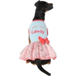 Frisco Sweet Like Candy Dog & Cat Dress -Frisco 248666 PT2. AC SS1800 V1632421633