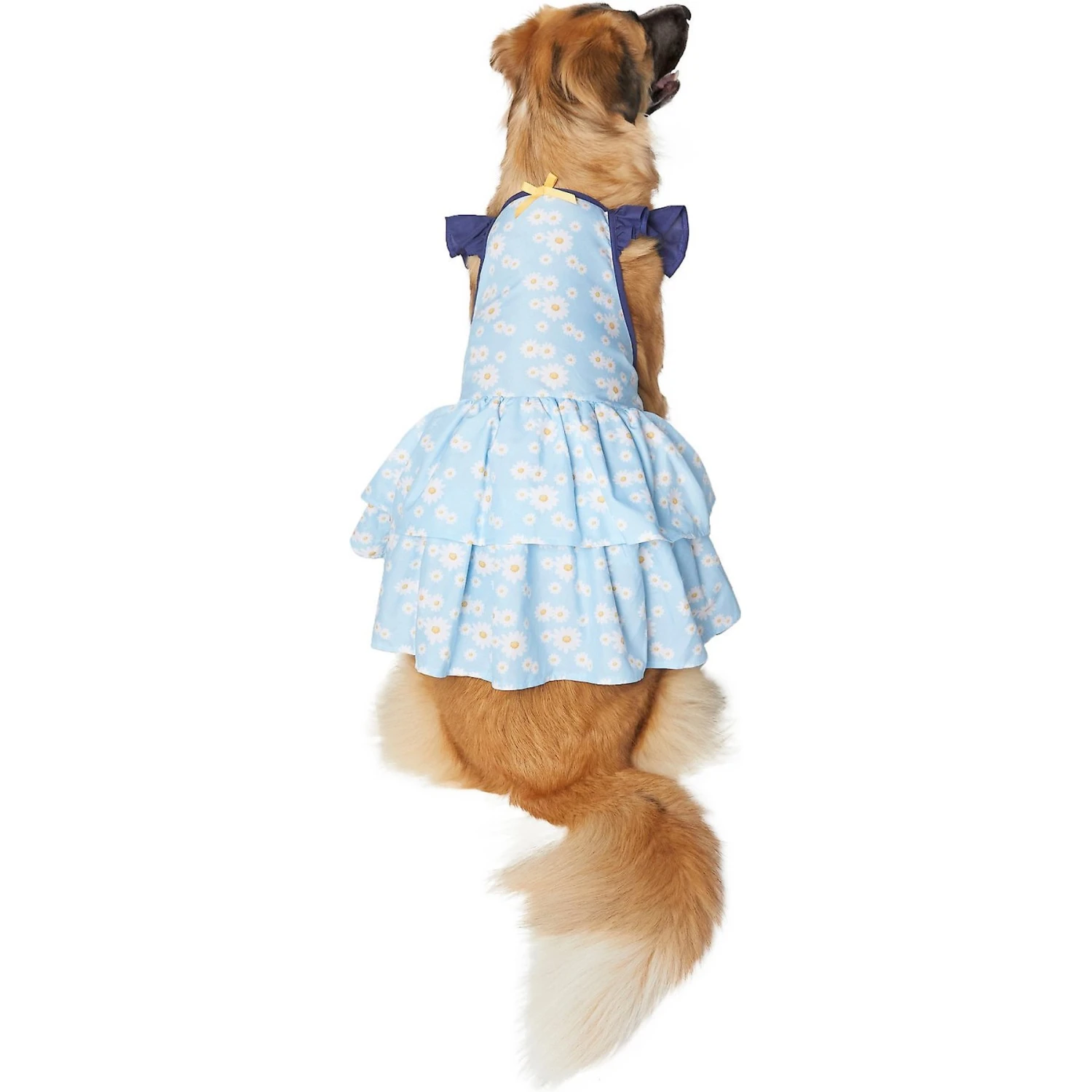 Frisco Blue Daisies Dog & Cat Dress 3 Frisco Blue Daisies Dog & Cat Dress