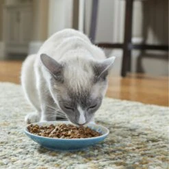 Frisco Kaleidoscope Pattern Non-skid Ceramic Cat Dish -Frisco 256092 PT2. AC SS1800 V1616167031