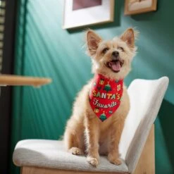 Frisco Santa's Favorite & Cheers To The New Year Dog & Cat Reversible Bandana 17 Frisco Santa's Favorite & Cheers To The New Year Dog & Cat Reversible Bandana -Frisco 276285 PT6. AC SS1800 V1637668015