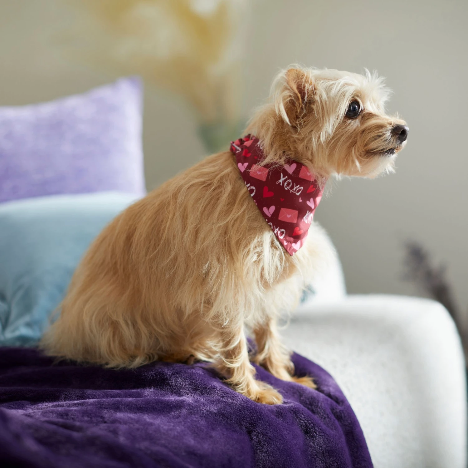 Frisco Love Letters Dog & Cat Bandana 8 Frisco Love Letters Dog & Cat Bandana - Image 6