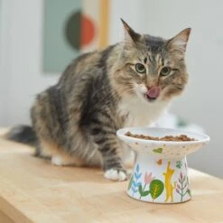Frisco Cat Face Floral Wide Shape Elevated Non-Skid Ceramic Cat Bowl 10 Frisco Cat Face Floral Wide Shape Elevated Non-Skid Ceramic Cat Bowl -Frisco 363377 PT3. AC SS1800 V1657657267