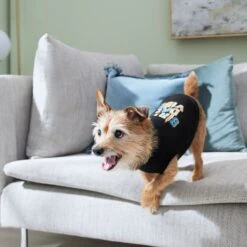 Frisco Birthday Vibe Dog & Cat T-Shirt -Frisco 368790 PT7. AC SS1800 V1664994272