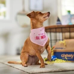 Frisco Dog & Cat Birthday Bandana -Frisco 608206 PT5. AC SS1800 V1676643860