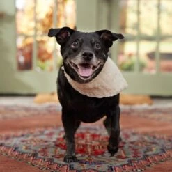 Frisco Solid Faux Fur Dog & Cat Bandana -Frisco 733878 PT6. AC SS1800 V1692378974